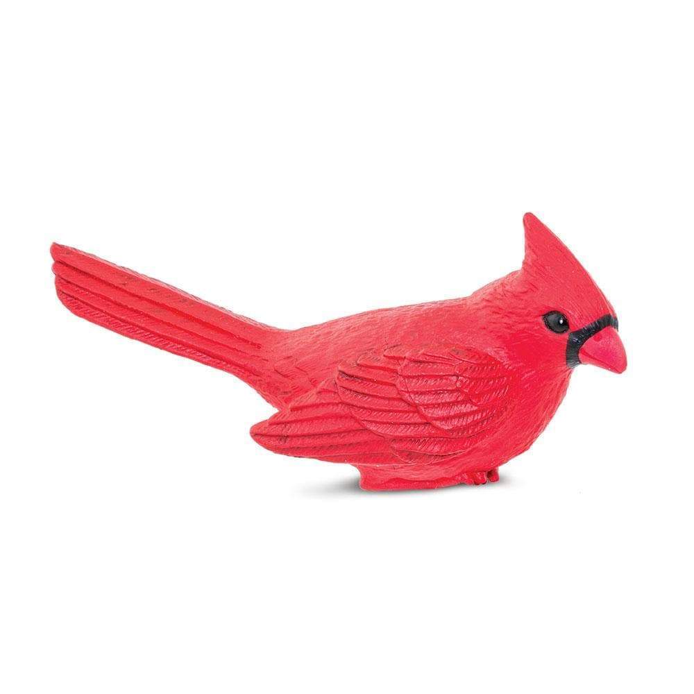 Safari Cardinal