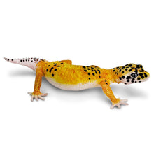 Safari Leopard Gecko