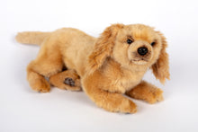 Hansa Cocker Spaniel