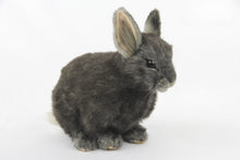 Hansa Pygmy Rabbit (Grey)