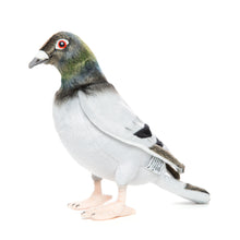 Hansa Pigeon