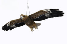 Hansa Flying Black Kite