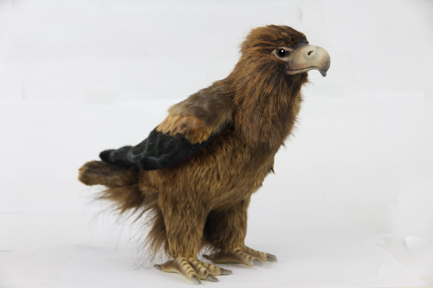 Hansa Wedge Tailed Eagle