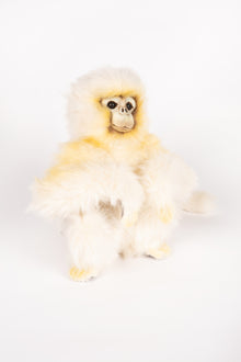 Hansa Snubbed Nose Monkey