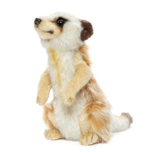 Hansa Meerkat