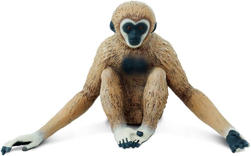 Safari Gibbon