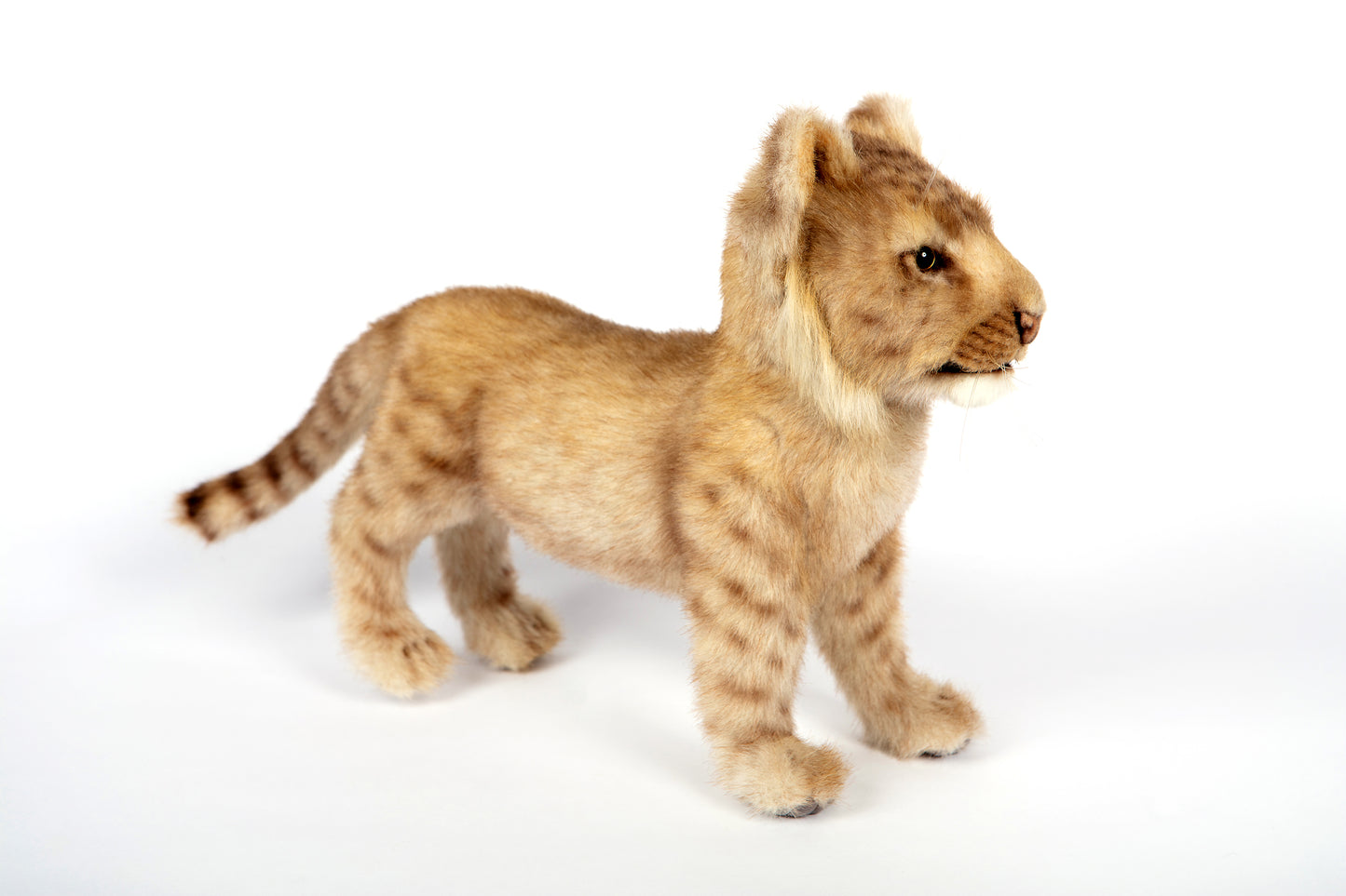 Hansa Lion Cub Standing