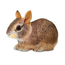 Safari Eastern Cottontail Rabbit Baby