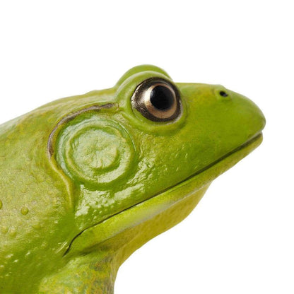 Safari American Bullfrog