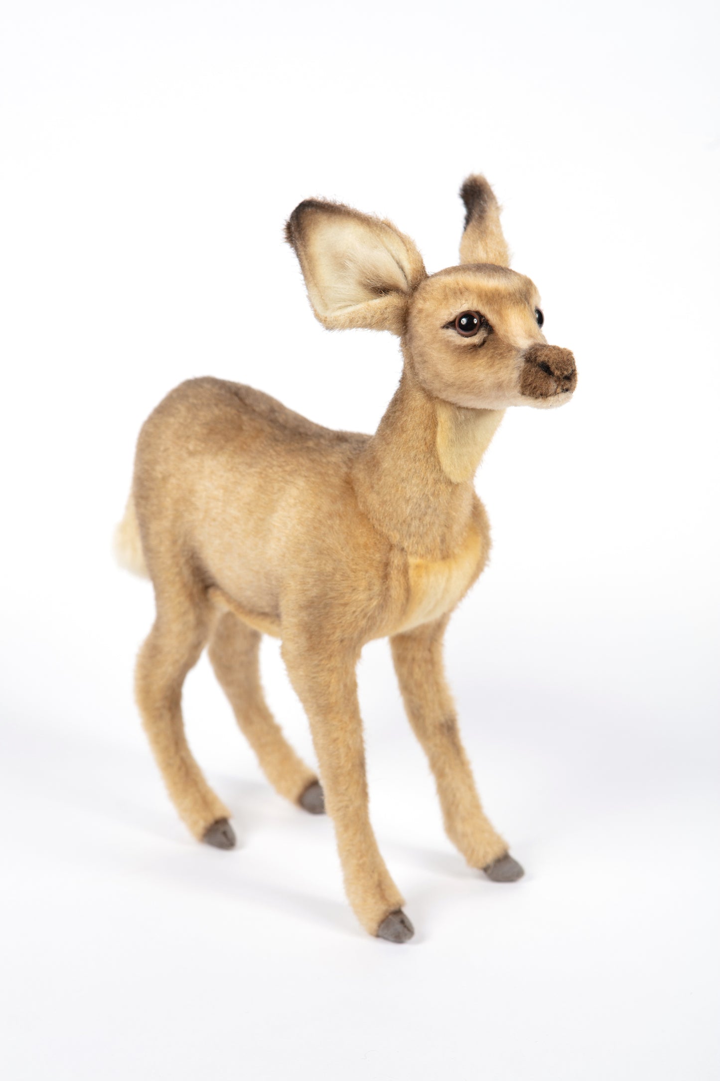 Hansa Fawn Standing