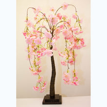Enchante Blossom Pink Weeping Tree 75cms