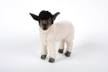 Hansa Suffolk Sheep Standing