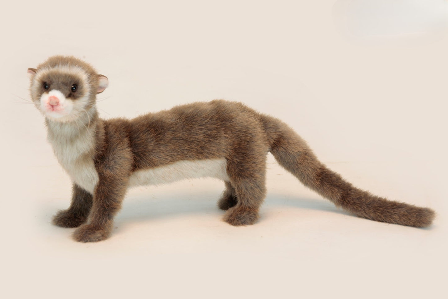 Hansa Ferret Standing