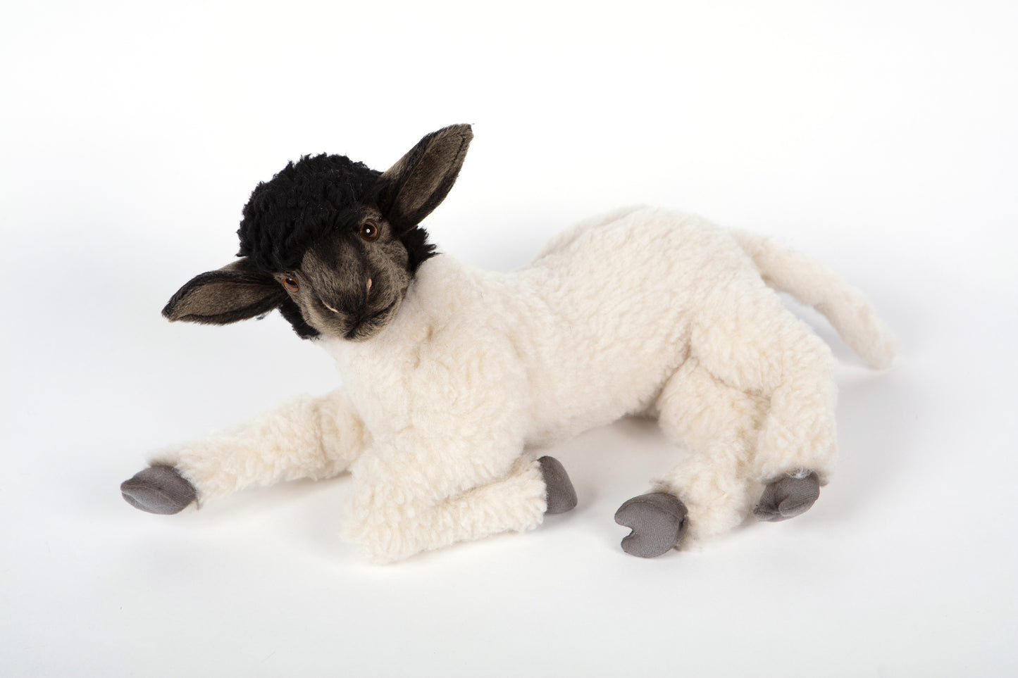 Hansa Suffolk Sheep Laying