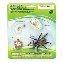 Safari Life Cycle of a Stag Beetle
