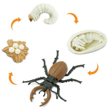 Safari Life Cycle of a Stag Beetle