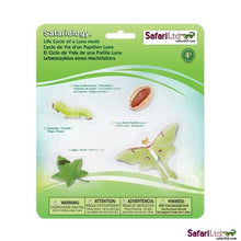 Safari Life Cycle of a Moth