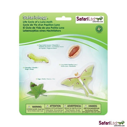 Safari Life Cycle of a Moth