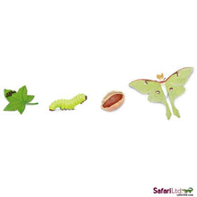 Safari Life Cycle of a Moth