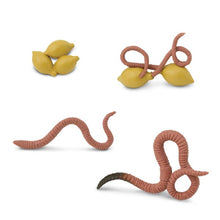 Safari Life Cycle of an Earthworm