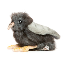 Hansa Pigeon Chick