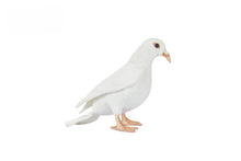 Hansa White Pigeon