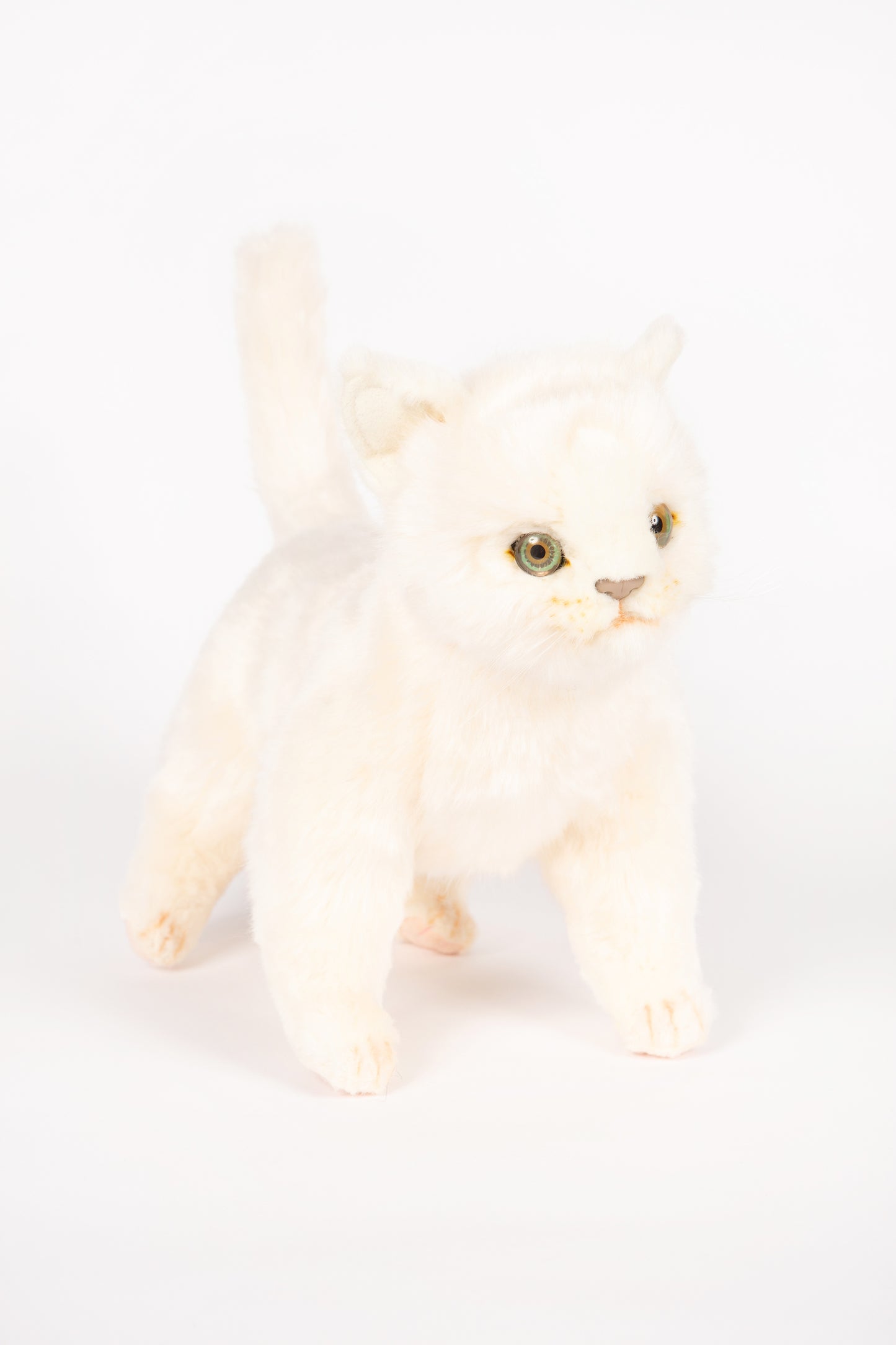 Hansa Kitten Standing
