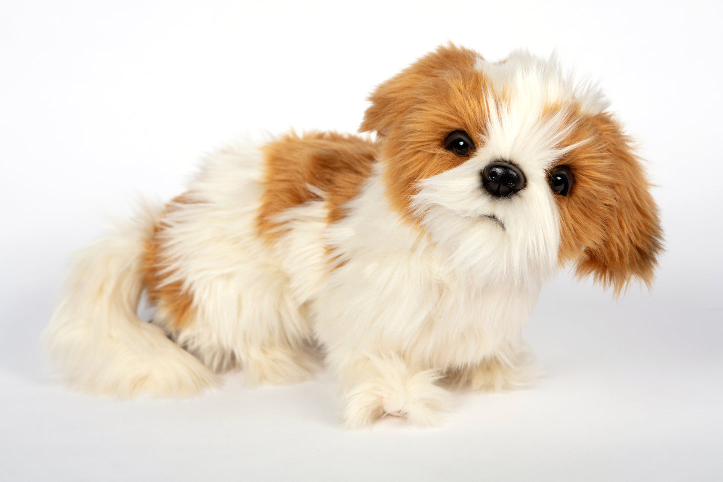 Hansa Shih Tzu Dog