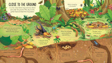 Look Inside Bug World (Lift The Flap) (Board)