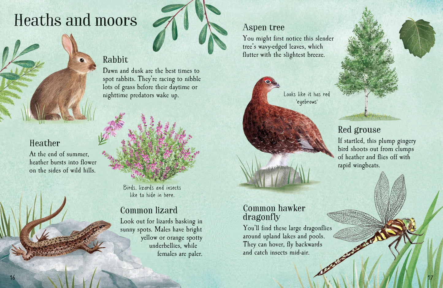 Usborne Minis: Things To Spot In Summer Book