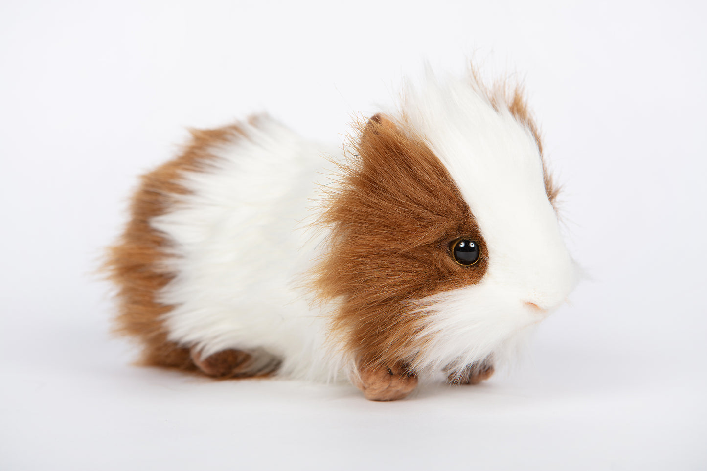Hansa Guinea Pig (Brown/White)