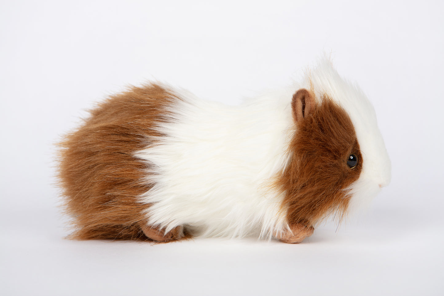 Hansa Guinea Pig (Brown/White)
