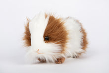Hansa Guinea Pig (Brown/White)