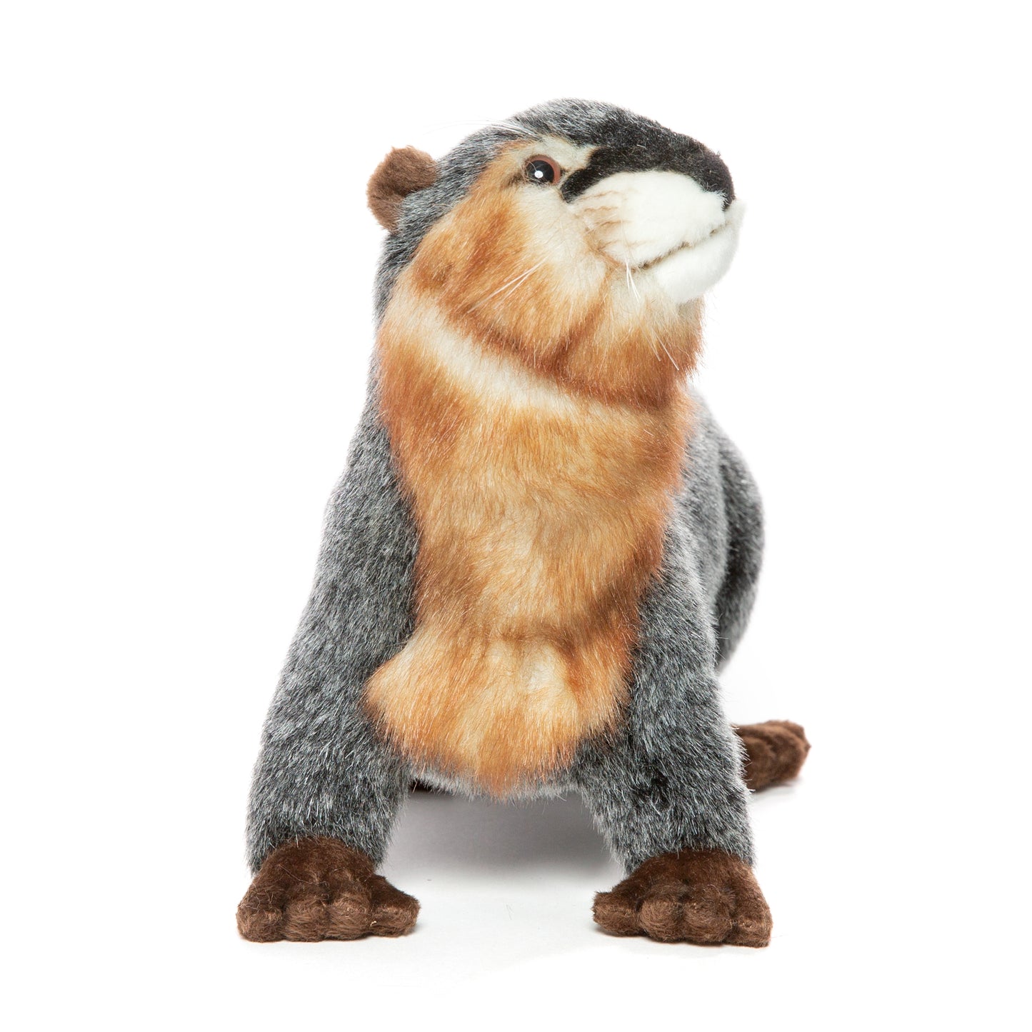 Hansa River Otter