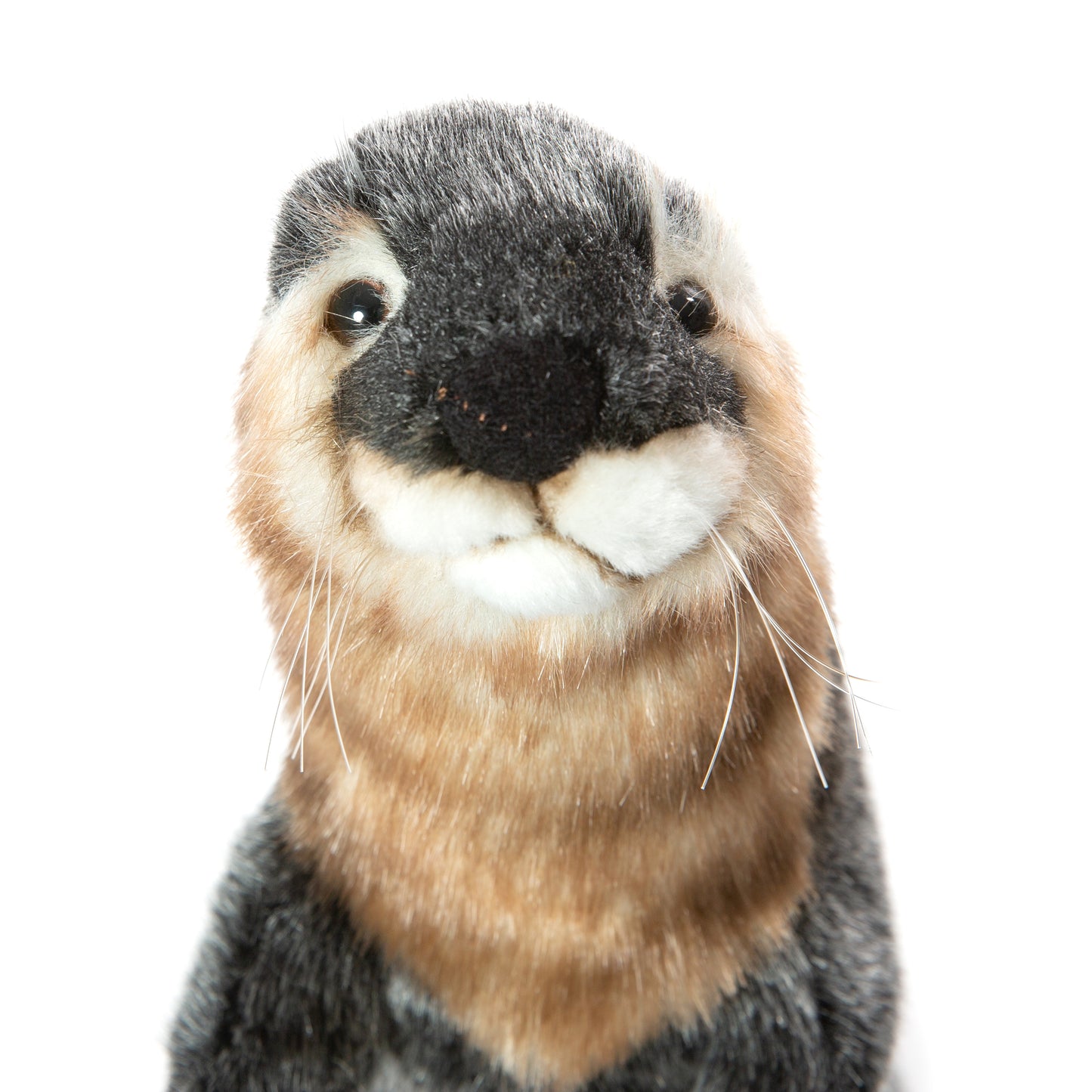 Hansa Otter Standing