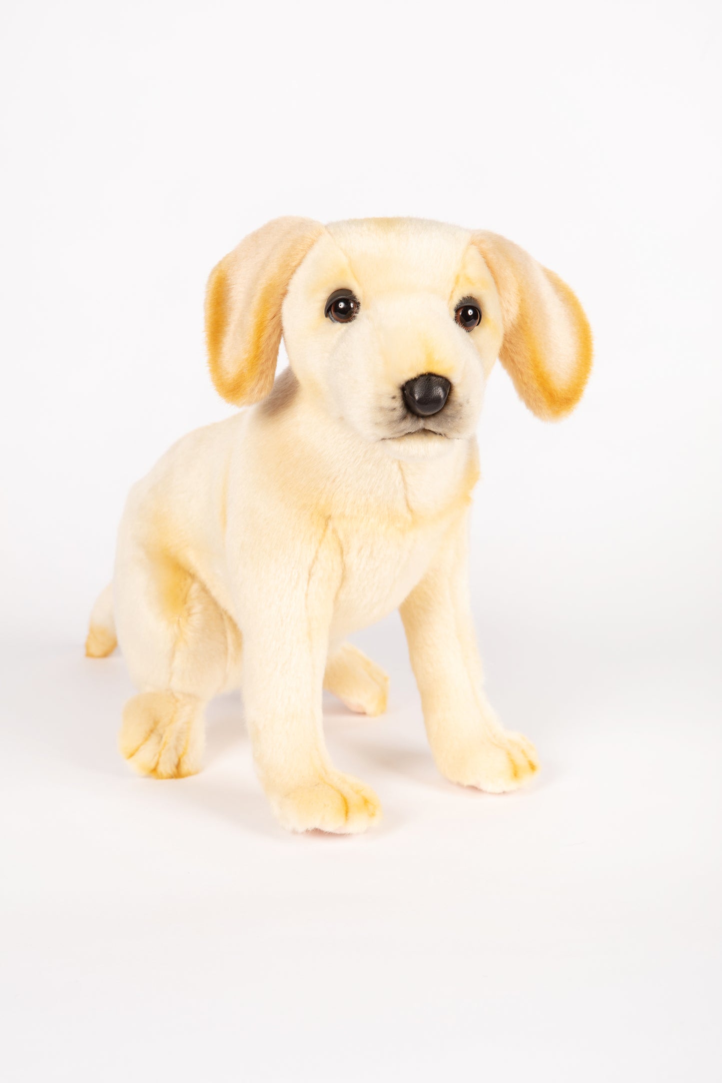 Hansa Labrador Pup Sitting