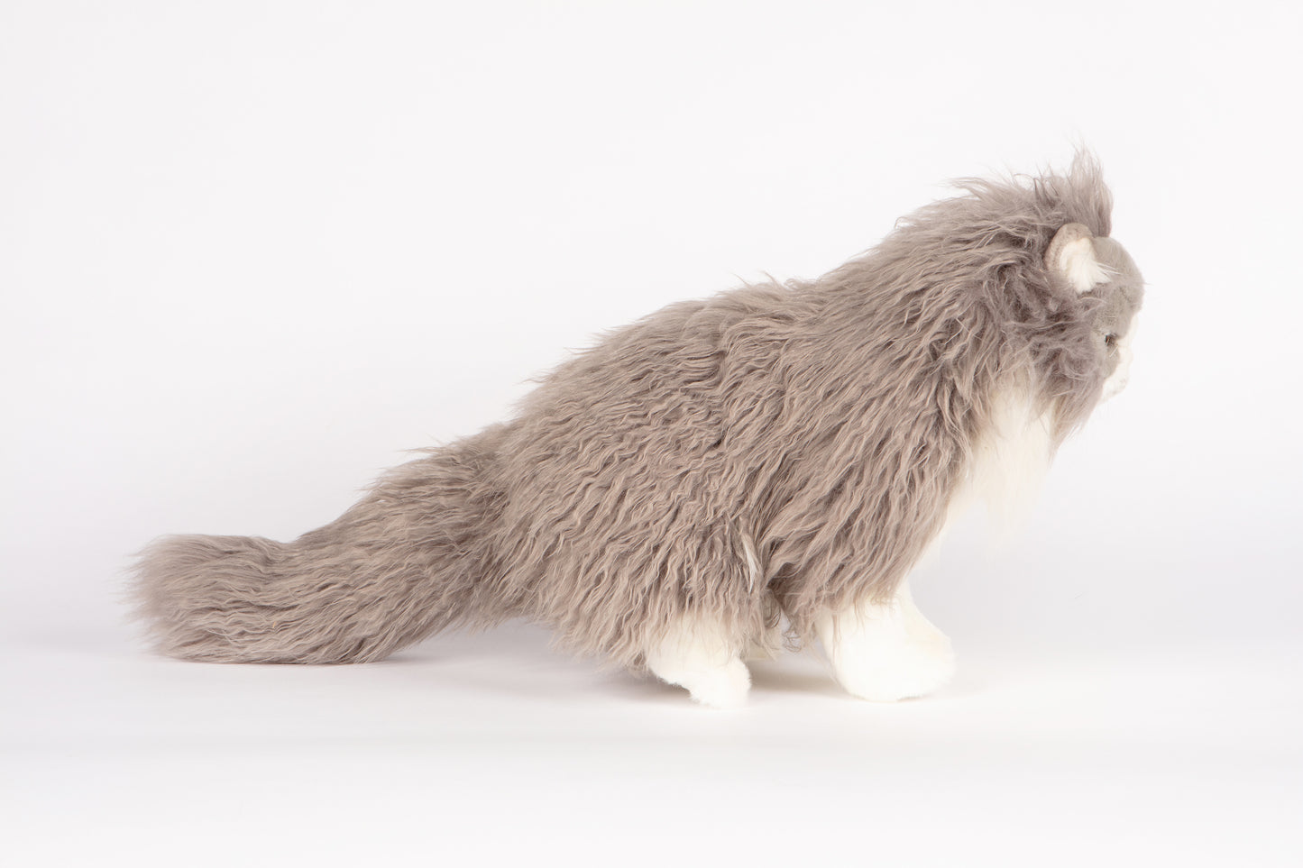 Hansa Tabby Cat