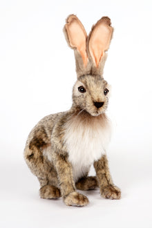 Hansa Jack Rabbit
