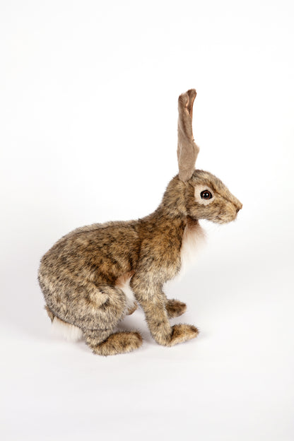 Hansa Jack Rabbit