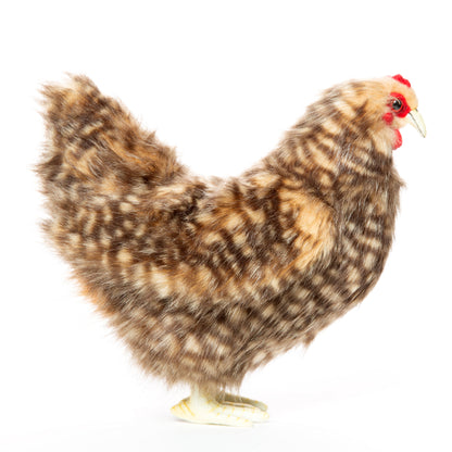 Hansa Islander Hen