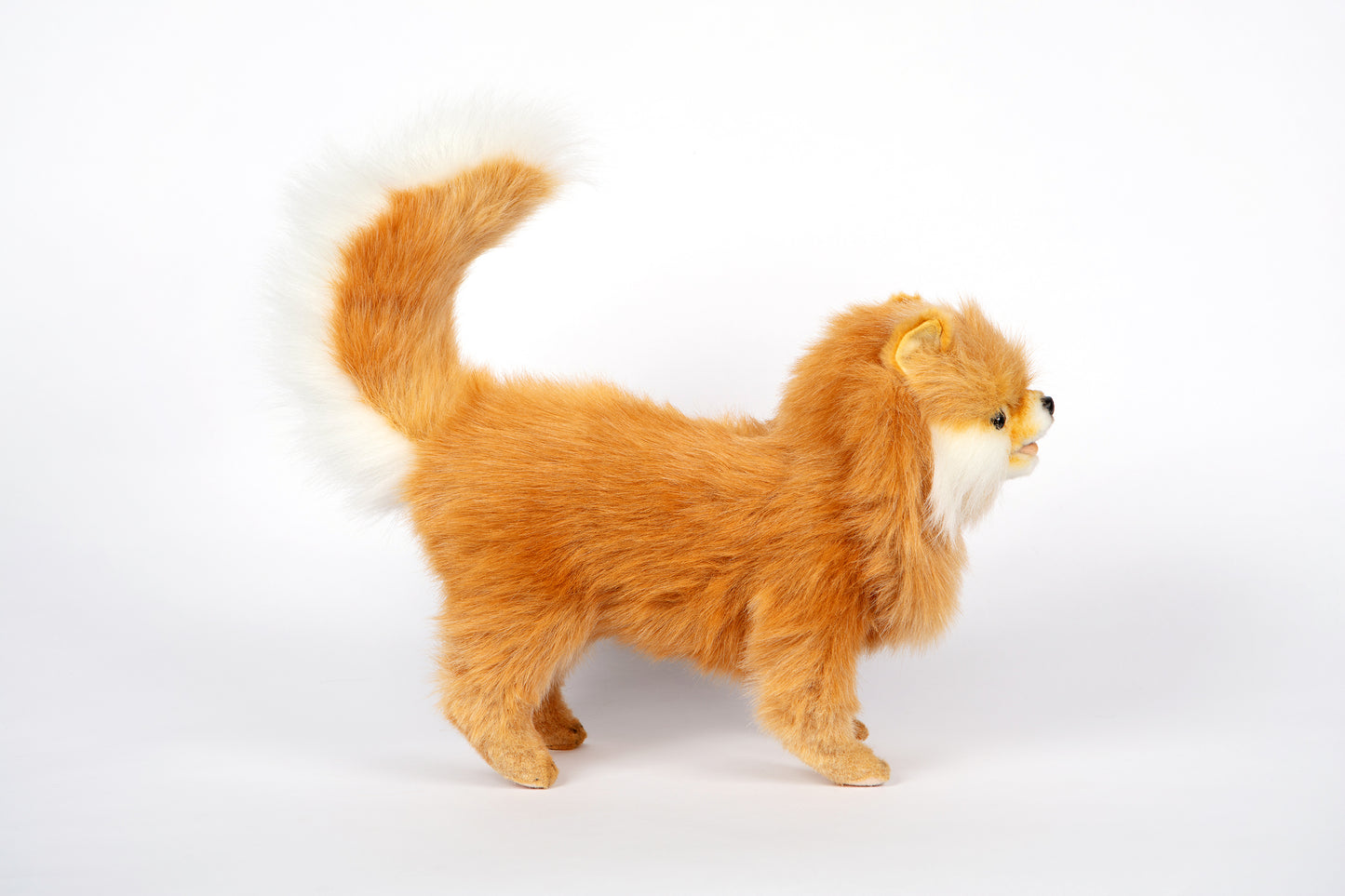 Hansa Pomeranian Dog