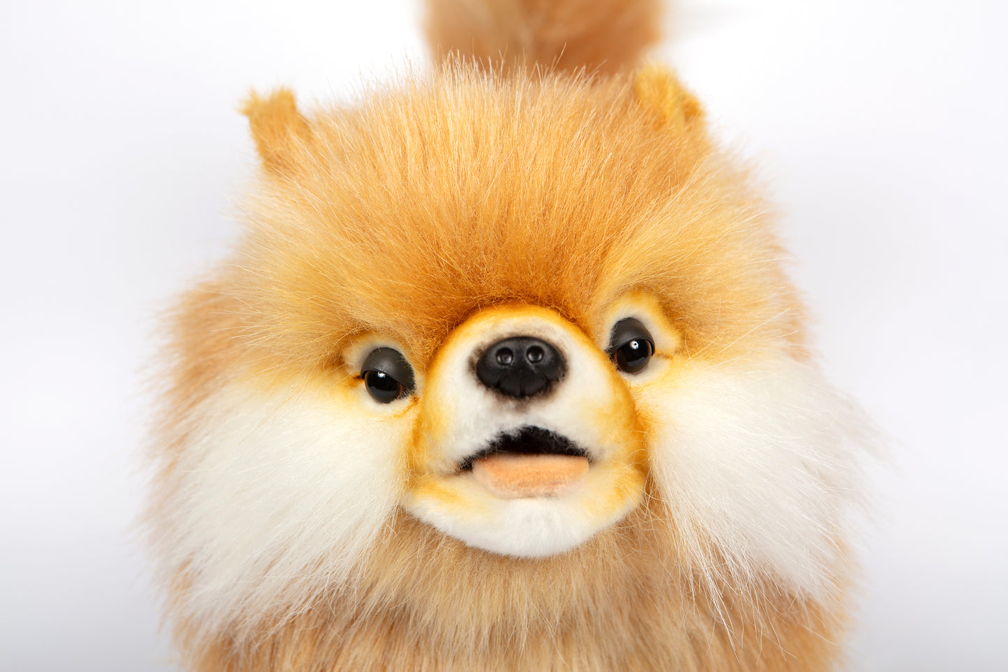 Hansa Pomeranian Dog