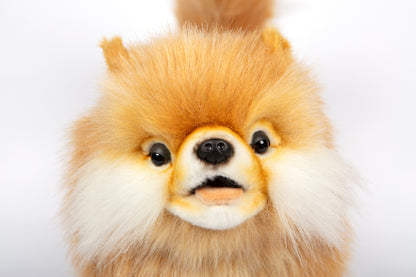 Hansa Pomeranian Dog