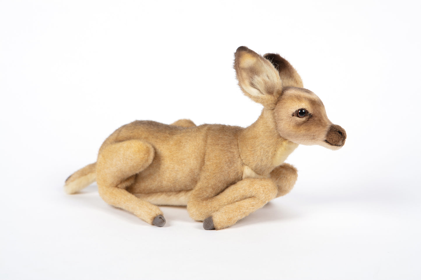 Hansa Fawn Laying