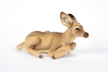 Hansa Fawn Laying