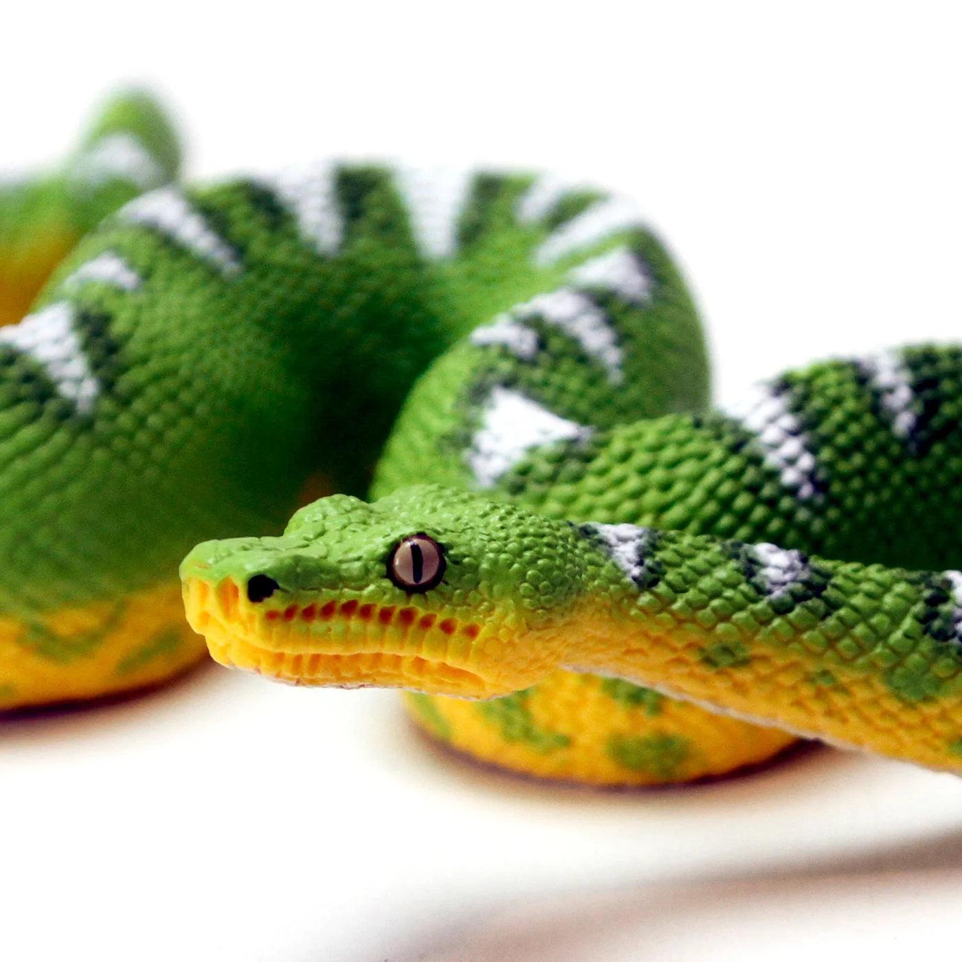 Safari Emerald Tree Boa*