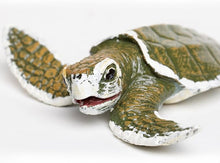 Safari Kemp´s Ridley Sea Turtle Baby
