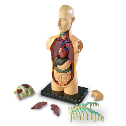 Learning Resources Human Body Anatomy Model