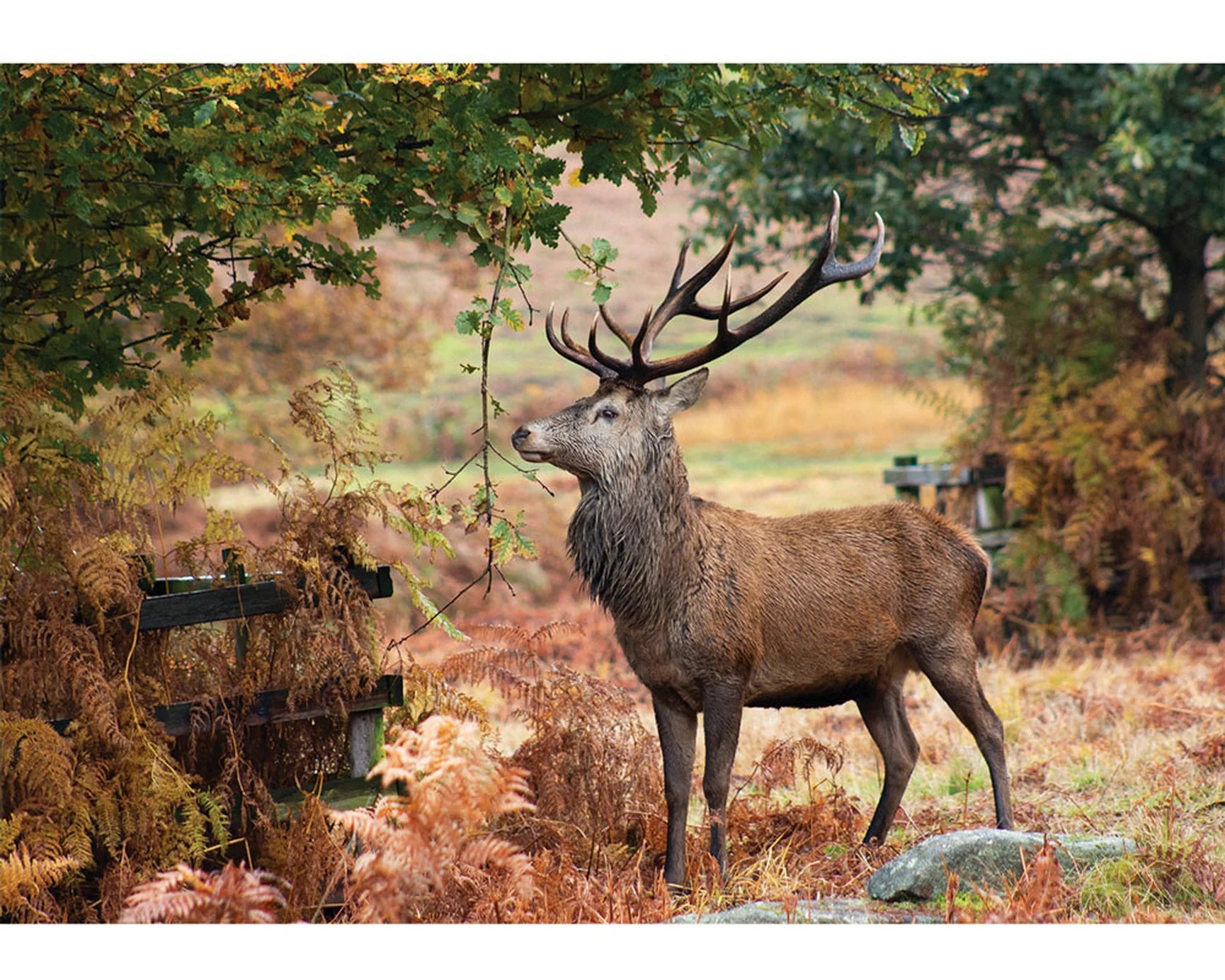 Wentworth Wooden Puzzles The Autumn Stag - Maxi 250 Pieces