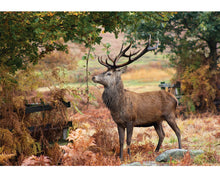 Wentworth Wooden Puzzles The Autumn Stag - Maxi 250 Pieces